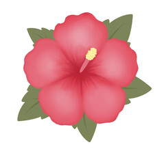 Mugunghwa, Rose of Sharon, Korean Hibiscus