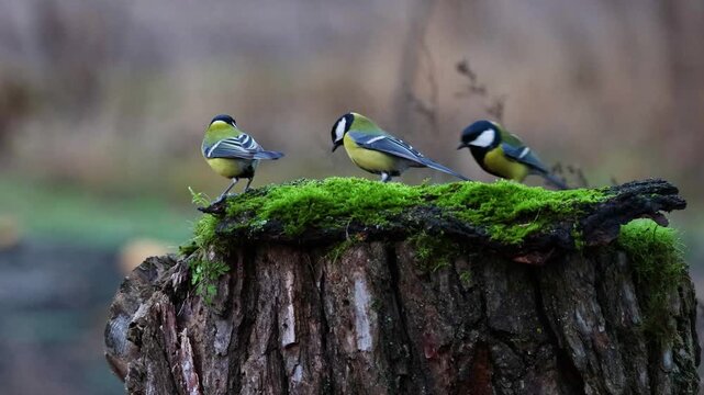 Garden birds feeding on a tree stump covered with green moss in winter