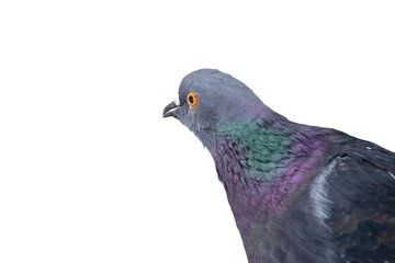 Fototapeta premium Isolated grey pigeon looking to the side, high detail bird macro