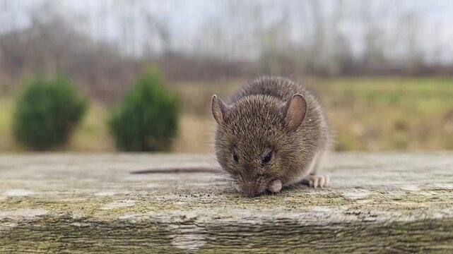 Small field mouse grooming and cleaning its face on a wooden surface outdoors