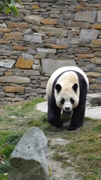 A pander is walking after sleep 