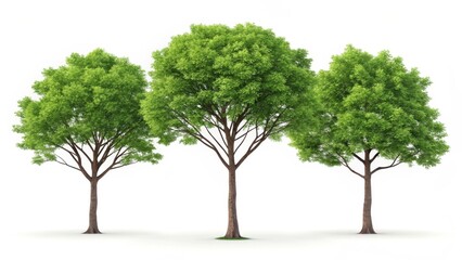 Obraz premium Three green leafy trees isolated on white background minimalist nature illustration spring growth concept