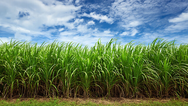 Lush green sugarcane field under a vibrant blue sky with white clouds, showcasing agricultural beauty.