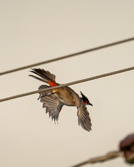 Red-whiskered bulbul © Deepak
