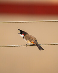 Red-whiskered bulbul