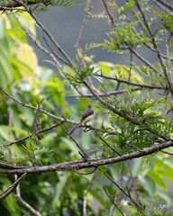 Obraz premium blue tit on branch