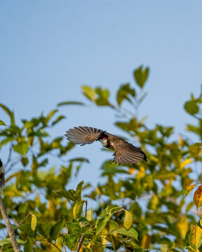 Red-whiskered bulbul