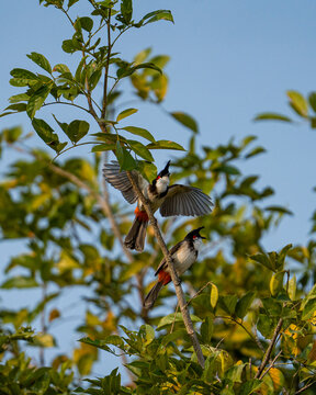 Red-whiskered bulbul