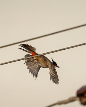 Red-whiskered bulbul