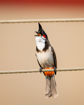 Red-whiskered bulbul