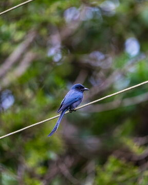Bronzed drongo