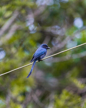 Bronzed drongo