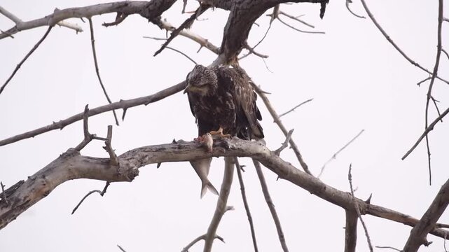 Bald Eagle Feeding on a Fresh Catch