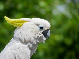 wei&szlig;er Kakadu in der Nahaufnahme