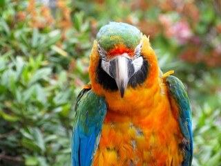 bunter Papagei in der Nahaufnahme