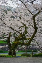 Obraz premium Cherry blossoms in full bloom in early April in Kanazawa, Japan.