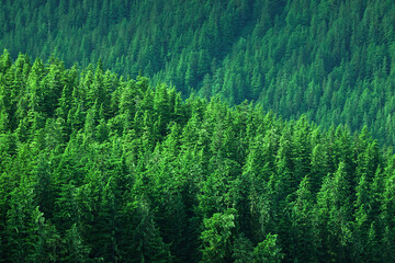 Lush Green Pine Forest or Forrest on Wild Mountainside in Wilder © Lane Erickson