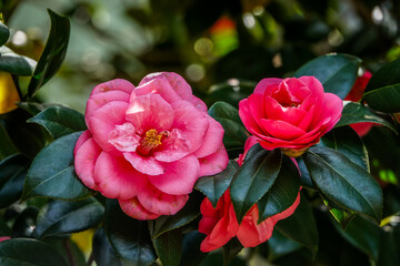 Fototapeta premium Camellia flowers in full bloom in early April in Kanazawa, Japan.