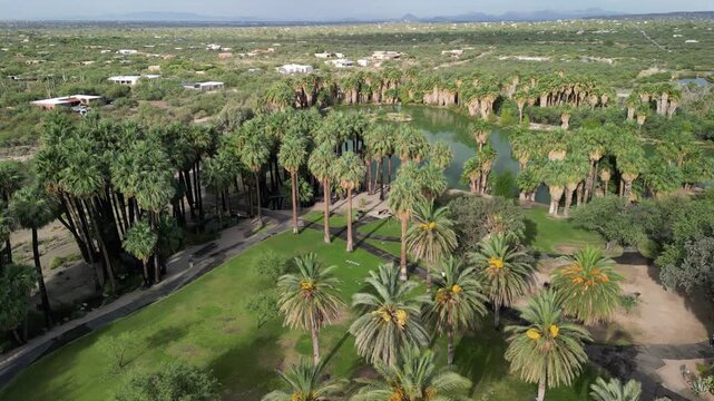 Tucson, Arizona, USA - August 6th, 2025: Aerial view of Agua Caliente Regional Park featuring dense palm grove oasis surrounding turquoise lake desert landscape