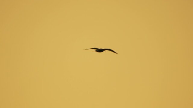 Bird, Silhouette, Flight, Magnificent frigatebird flying against a beautiful golden sunset sky, soaring gracefully in the warm air. Vertical video