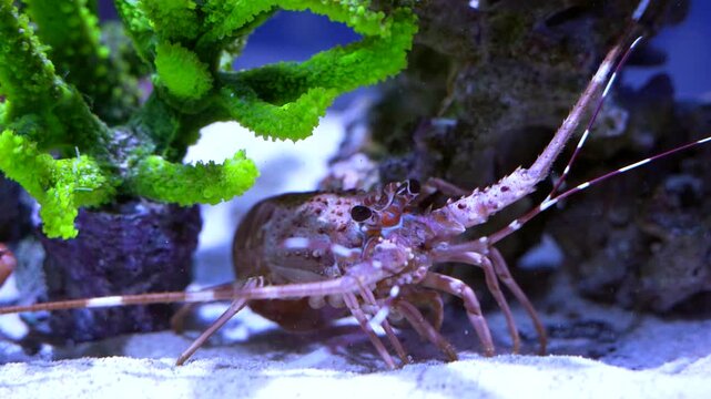 A spiny lobster moves gracefully around rocks and plants in a reef-style aquarium. The video highlights its textured shell, natural movements, and behavior in high-resolution 4K, ideal for close obser