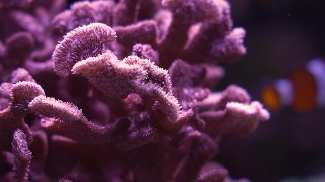 Coral structures are shown growing in a controlled marine environment during summer months. The focus is on details of each branch and texture of the coral.