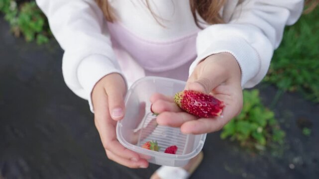Girl holding a fresh bitten strawberry in her hand outdoors during berry harvest season in a garden.
