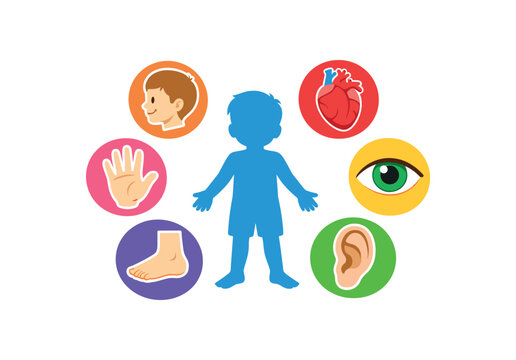 full color icon big emblem childrens body parts with central child silhouette surrounded by head hand foot heart eye ear and spine full kids anatomy set clean shapes. colored flat icon