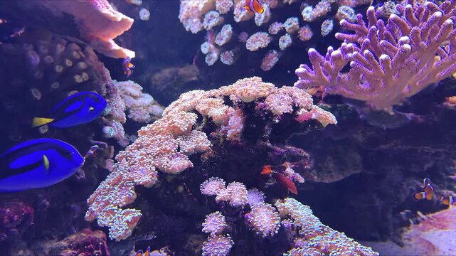 A vibrant aquarium displays colorful corals, clownfish (Amphiprioninae), and blue tang fish (Paracanthurus hepatus). The video highlights reef structures, diverse marine life, and vivid colors in high