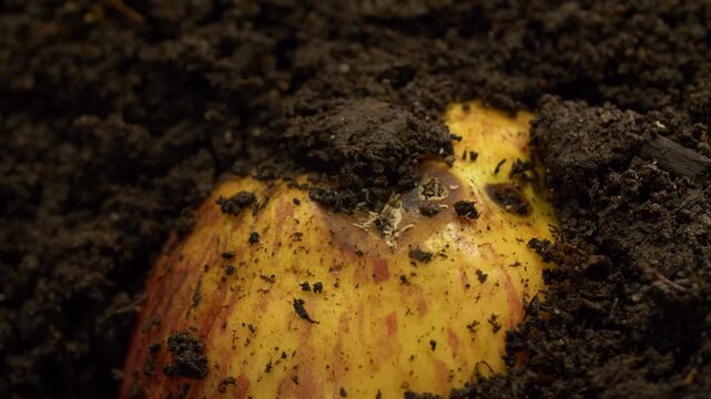 Close-up of organic compost with decomposing fruit and soil organisms. Natural composting process, biodegradation of food waste, soil life and environmental sustainability concept. No people.