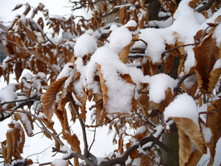 Eine Buchenhecke im Winter, mit Schnee bedeckt.