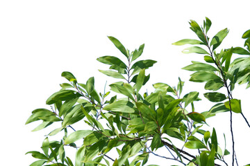 Fresh, green leaves bathed in sunlight against a clear sky, showcasing the beauty of nature