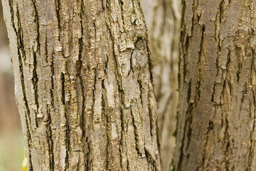 Obraz premium Bark of the katsura tree, fine vertical lines and grooves, grooves in the tree bark, grey-brown structure, wood structure, fine fibers, Cercidiphyllum japonicum 