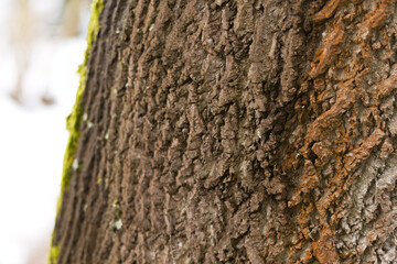 Obraz premium Rough bark of the tulip tree, vertical deep furrows and coarse grooves, wide furrows in the bark of the tulip tree, dark brown structure, wood structure, coarse wood structure, Liriodendron tulipifera