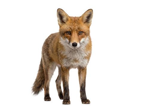 Red fox standing, front view, isolated on transparent background (PNG)