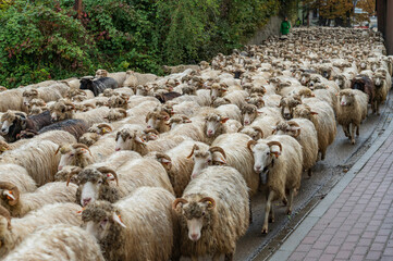 Idące owce poczas Redyku ulicami miasta Szczawnicy  pod okiem prowadzącego stado Bac&oacute;w.