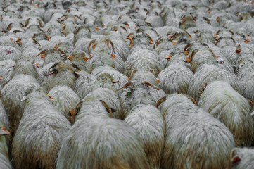 Idące owce poczas Redyku ulicami miasta Szczawnicy  pod okiem prowadzącego stado Bac&oacute;w.