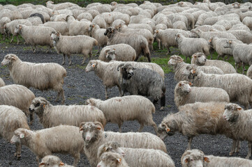 Jesienny redyk w Szczawnicy, stado owiec na wypasie w Pieninach