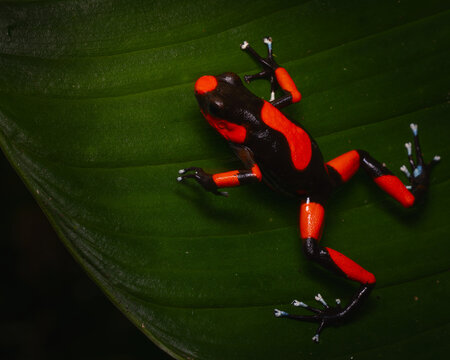 Lehmann Poison frog 