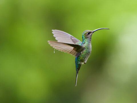 Female Violet Sabrewing hummingbird hovering in a tropical forest