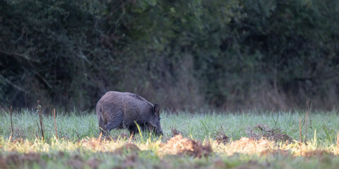 Wild boar sow walking while looking for food in a plain at the edge of the forest in the morning. Sus scrofa, Sologne, Loiret 45, r&eacute;gion Centre Val de Loire, France, European Union, Europe