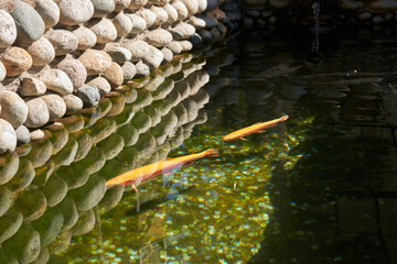 A pond lined with cobblestones, with decorative orange fish. There are many coins at the bottom of the pond.