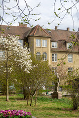 Historic Residential Architecture in St Hanshaugen Oslo Norway with Blooming Magnolia Trees and Statue in Springtime Garden