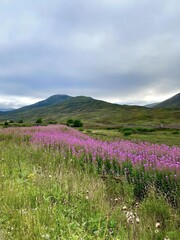 Vibrant purple flowers bloom in lush green mountain meadow under cloudy sky