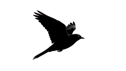 Obraz premium Black bird in flight, isolated on transparent background