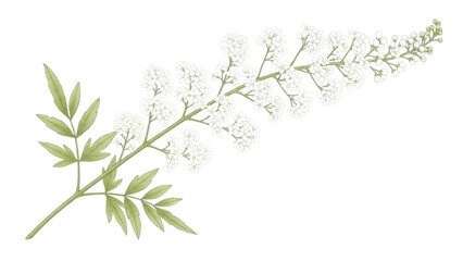 Fototapeta premium White flowers bloom in a natural setting during daylight with green leaves and soft stems visible