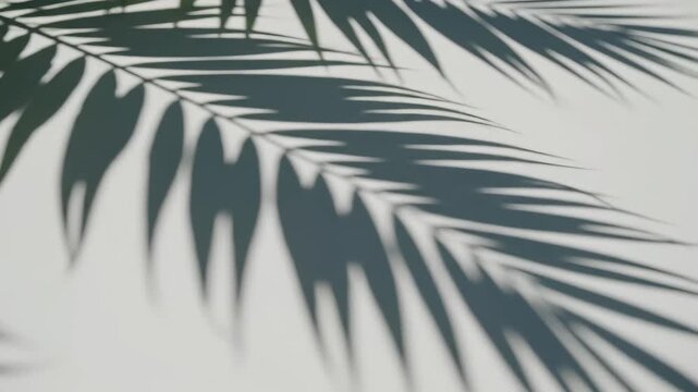 Shadow of Palm Leaves on Wall