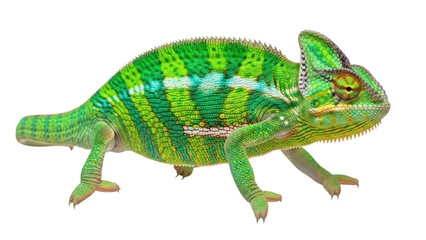 Obraz premium Chameleon displays vibrant colors while stationary under bright lighting in a studio setting