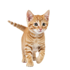 Obraz premium Young orange tabby cat walks on white surface in indoor space during daylight hours