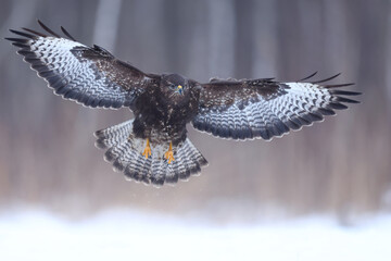 Myszołów (Buteo buteo), buzzard © Bartosz Rakoczy